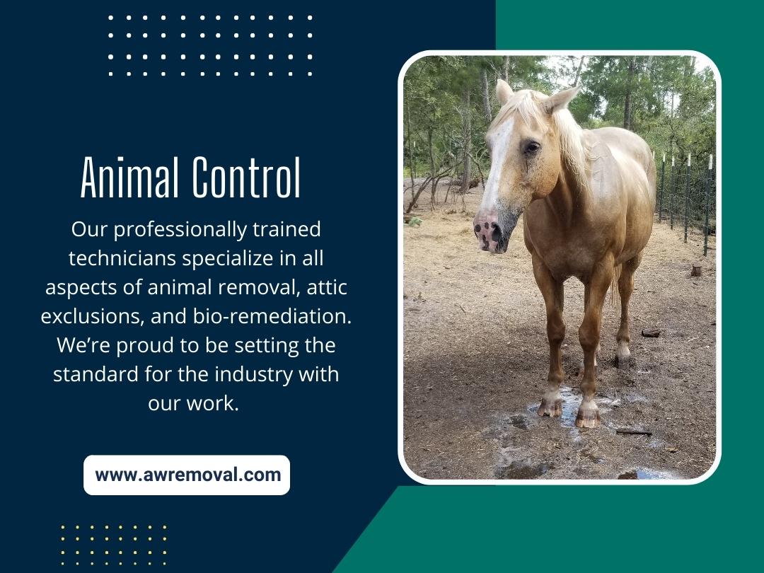 Animal Control Miami
