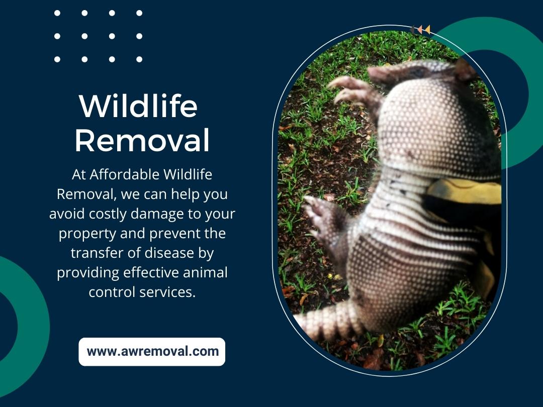 Wildlife Removal